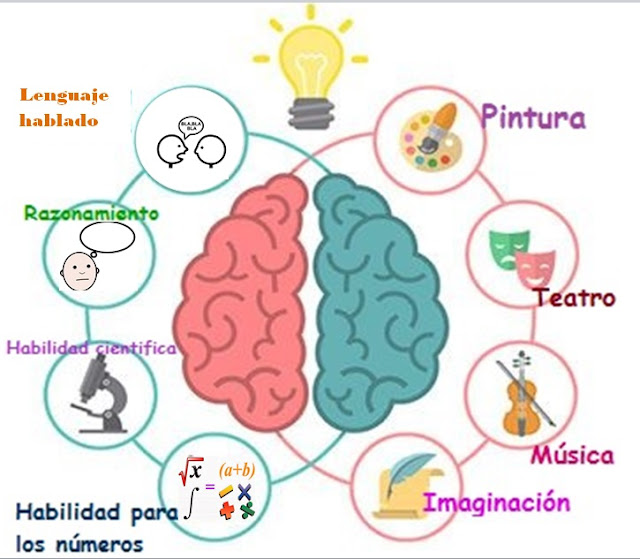 Hemisferios Cerebrales Y Sus Funciones